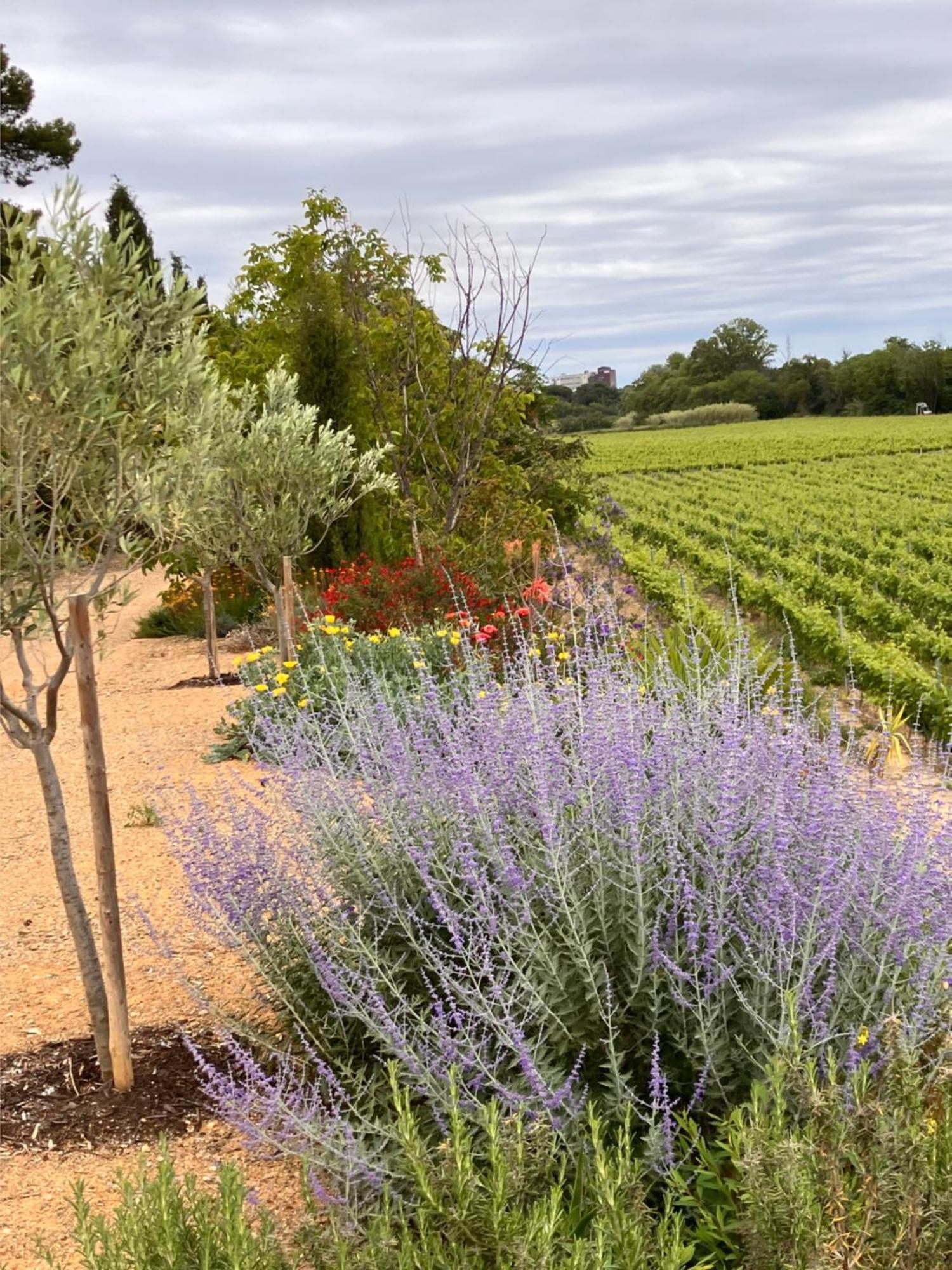 Domaine De L'Herbe Sainte Mirepeisset Esterno foto