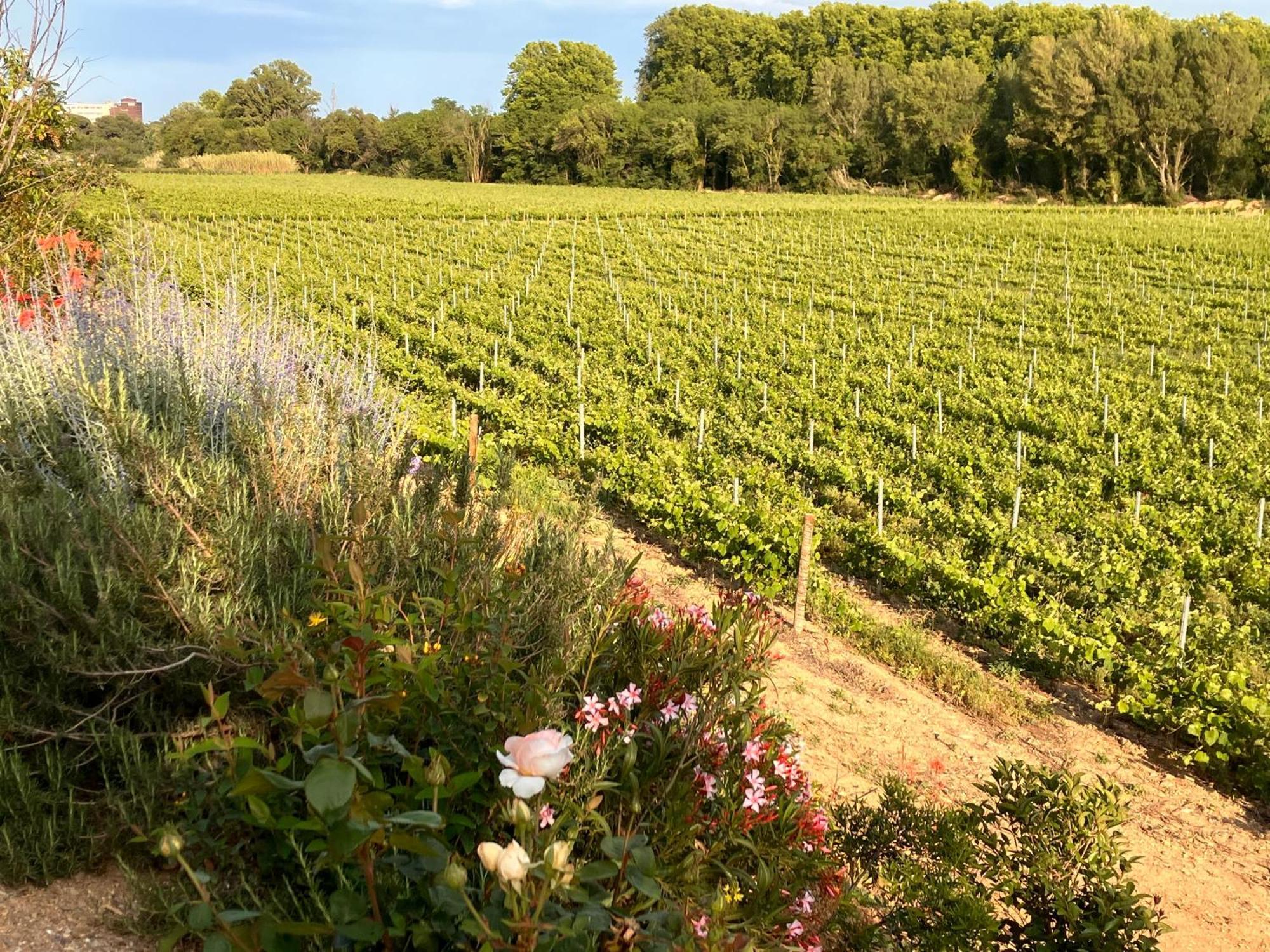 Domaine De L'Herbe Sainte Mirepeisset Esterno foto